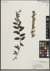 Foto von Salix repens subsp. repens L.